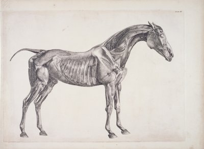 Tablica z Anatomii konia, ok. 1766 r. autorstwa George Stubbs