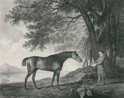 Rekin, ryty przez George Townley Stubbs (1756-1815) wyd. 1794 (akwaforta) autorstwa George Stubbs