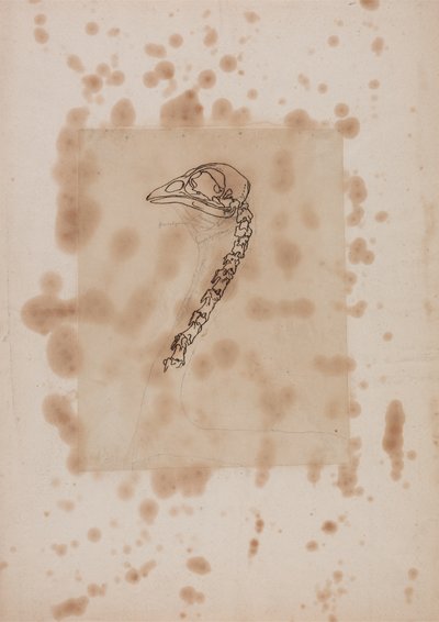 Studium głowy i szyi ptactwa domowego, widok z boku, z Anatomicznej ekspozycji budowy ciała ludzkiego z tygrysem i ptactwem domowym, 1795-1806 (pióro i tusz, grafit na papierze) autorstwa George Stubbs