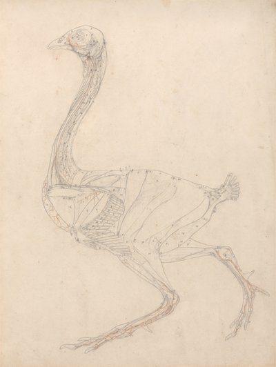 Studium ptactwa, widok boczny, diagram klucza do tabeli XV, z porównawczej ekspozycji anatomicznej budowy ciała ludzkiego z ciałem tygrysa i ptactwa zwyczajnego, 1795-1806 (grafit i re. autorstwa George Stubbs