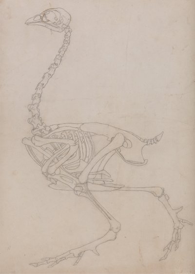 Studium ptactwa, widok boczny, z porównawczej ekspozycji anatomicznej budowy ciała ludzkiego z ciałem tygrysa i drobiu zwyczajnego, 1795-1806 (grafit na cienkim papierze tkanym) autorstwa George Stubbs