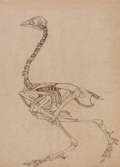 Studium ptaka, widok boczny, z porównawczej ekspozycji anatomicznej budowy ciała ludzkiego z ciałem tygrysa i drobiu zwyczajnego, 1795-1806 (pióro i atrament oraz grafit na cienkim papierze tkanym) autorstwa George Stubbs