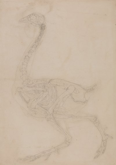 Studium ptaka, widok boczny, z porównawczej ekspozycji anatomicznej budowy ciała ludzkiego z ciałem tygrysa i drobiu zwyczajnego, 1795-1806 (grafit na papierze tkanym) autorstwa George Stubbs