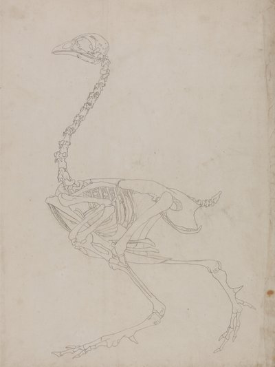 Studium ptactwa, widok boczny, z porównawczej ekspozycji anatomicznej budowy ciała ludzkiego z ciałem tygrysa i drobiu zwyczajnego, 1795-1806 (grafit na cienkim papierze tkanym) autorstwa George Stubbs