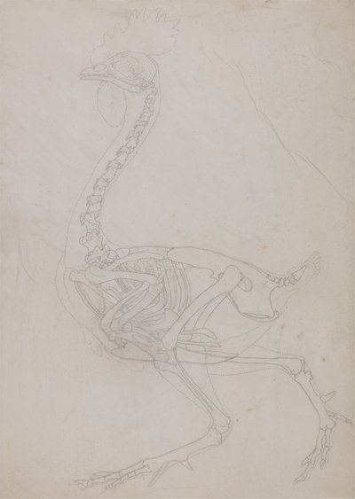 Studium ptactwa, widok boczny, z porównawczej ekspozycji anatomicznej budowy ciała ludzkiego z ciałem tygrysa i drobiu zwyczajnego, 1795-1806 (grafit na cienkim papierze tkanym) autorstwa George Stubbs