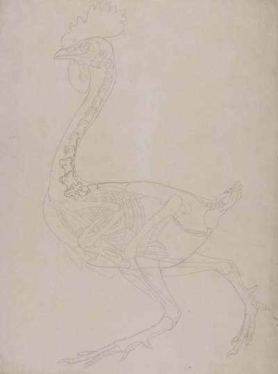 Studium ptactwa, widok boczny, z porównawczej ekspozycji anatomicznej budowy ciała ludzkiego z ciałem tygrysa i drobiu zwyczajnego, 1795-1806 (grafit na cienkim papierze tkanym) autorstwa George Stubbs
