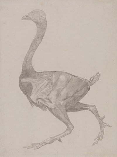 Studium ptactwa domowego, widok z boku, z wystawy Anatomia porównawcza budowy ciała ludzkiego z budową ciała tygrysa i ptactwa domowego, 1795-1806 (grafit na cienkim papierze) autorstwa George Stubbs