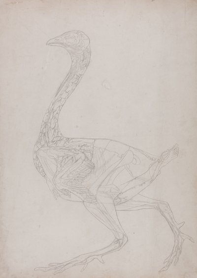 Studium ptactwa domowego, widok z boku, z wystawy Anatomia porównawcza budowy ciała ludzkiego z budową ciała tygrysa i ptactwa domowego, 1795-1806 (grafit na cienkim papierze) autorstwa George Stubbs