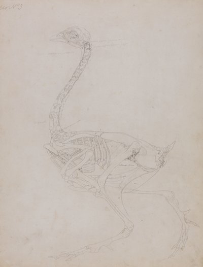 Studium ptactwa, widok boczny, z porównawczej ekspozycji anatomicznej budowy ciała ludzkiego z ciałem tygrysa i drobiu zwyczajnego, 1795-1806 (grafit na cienkim papierze tkanym) autorstwa George Stubbs