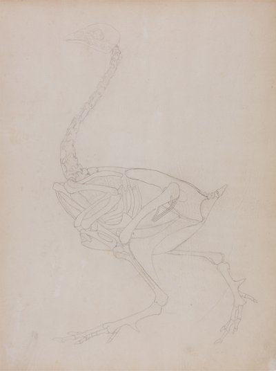 Studium ptactwa, widok boczny, z porównawczej ekspozycji anatomicznej budowy ciała ludzkiego z ciałem tygrysa i drobiu zwyczajnego, 1795-1806 (grafit na cienkim papierze tkanym) autorstwa George Stubbs