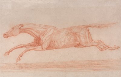 Studium konia wyścigowego w akcji:  Galop w lewo, studium półanatomiczne, ze zdartą skórą pokazującą działanie mięśni autorstwa George Stubbs
