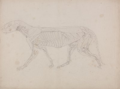 Studium tygrysa, widok boczny, z porównawczej ekspozycji anatomicznej budowy ciała ludzkiego z ciałem tygrysa i drobiu zwyczajnego, c.1795-1806 (grafit na papierze na naboje) autorstwa George Stubbs