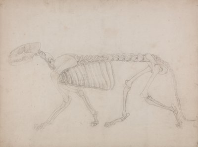Studium tygrysa, widok boczny, z porównawczej ekspozycji anatomicznej budowy ciała ludzkiego z ciałem tygrysa i ptaka zwyczajnego, 1795-1806 (grafit na grubym papierze tkanym) autorstwa George Stubbs