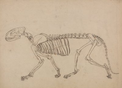 Studium tygrysa, widok boczny, z porównania anatomicznej ekspozycji budowy ciała ludzkiego z ciałem tygrysa i drobiu zwyczajnego, 1795-1806 (pióro i atrament oraz grafit na cienkim papierze tkanym autorstwa George Stubbs