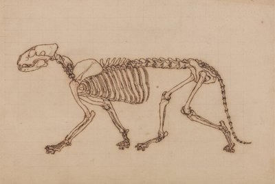 Studium tygrysa, widok boczny, z porównania anatomicznej ekspozycji budowy ciała ludzkiego z ciałem tygrysa i drobiu zwyczajnego, 1795-1806 (czarny tusz na kredowym graficie na grubym autorstwa George Stubbs