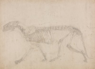 Studium tygrysa, widok boczny, z porównawczej ekspozycji anatomicznej budowy ciała ludzkiego z ciałem tygrysa i ptaka zwyczajnego, 1795-1806 (grafit na grubym papierze tkanym) autorstwa George Stubbs