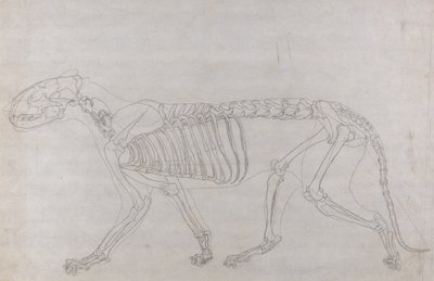 Studium tygrysa, widok boczny, z porównawczej ekspozycji anatomicznej budowy ciała ludzkiego z ciałem tygrysa i drobiu zwyczajnego, 1795-1806 (grafit na cienkim papierze tkanym) autorstwa George Stubbs