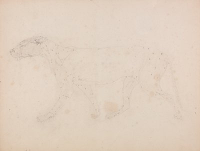 Studium tygrysa, widok boczny, z porównawczej ekspozycji anatomicznej budowy ciała ludzkiego z ciałem tygrysa i drobiu zwyczajnego, 1795-1806 (grafit na papierze tkanym) autorstwa George Stubbs