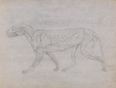 Studium tygrysa, widok boczny, z porównawczej ekspozycji anatomicznej budowy ciała ludzkiego z ciałem tygrysa i drobiu zwyczajnego, 1795-1806 (grafit na cienkim papierze tkanym) autorstwa George Stubbs