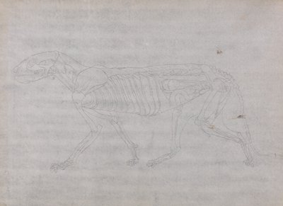 Studium tygrysa, widok boczny, z porównawczej ekspozycji anatomicznej budowy ciała ludzkiego z ciałem tygrysa i drobiu zwyczajnego, 1795-1806 (grafit na cienkim papierze tkanym) autorstwa George Stubbs