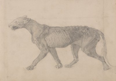Studium tygrysa, widok boczny, z porównawczej ekspozycji anatomicznej budowy ciała ludzkiego z ciałem tygrysa i drobiu zwyczajnego, 1795-1806 (grafit na papierze wykładanym) autorstwa George Stubbs