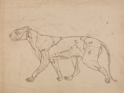 Studium tygrysa, widok boczny, z porównawczej ekspozycji anatomicznej budowy ciała ludzkiego z ciałem tygrysa i ptaka zwyczajnego, 1795-1806 (grafit na grubym papierze tkanym) autorstwa George Stubbs