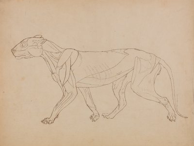 Studium tygrysa, widok boczny, z porównania anatomicznej ekspozycji budowy ciała ludzkiego z ciałem tygrysa i drobiu zwyczajnego, 1795-1806 (pióro i atrament na graficie i kreda na tkaninie autorstwa George Stubbs