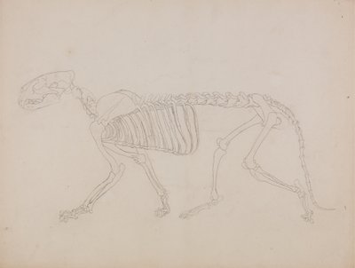 Studium tygrysa, widok boczny, z „Porównawczej anatomicznej ekspozycji budowy ciała ludzkiego z ciałem tygrysa i ptactwa zwyczajnego” autorstwa George Stubbs