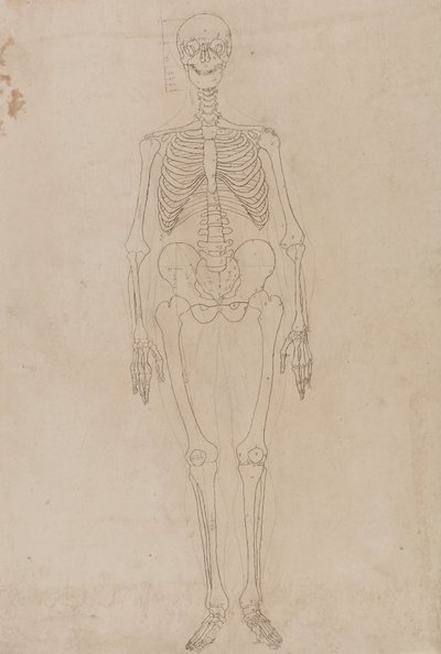 Studium postaci ludzkiej, widok z przodu, z porównawczej ekspozycji anatomicznej struktury ciała ludzkiego z ciałem tygrysa i drobiu zwyczajnego, c.1795-1806 (grafit i tusz na papierze) autorstwa George Stubbs