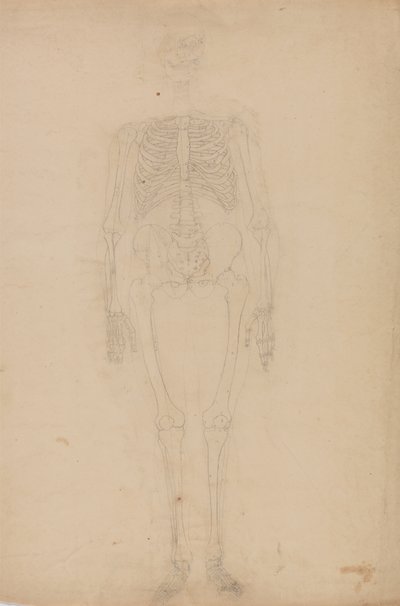 Studium postaci ludzkiej, widok z przodu, z porównawczej ekspozycji anatomicznej budowy ciała ludzkiego z ciałem tygrysa i drobiu zwyczajnego, c.1795-1806 (grafit na papierze) autorstwa George Stubbs