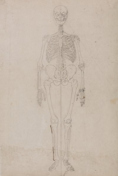 Studium postaci ludzkiej, widok z przodu, z porównawczej ekspozycji anatomicznej struktury ciała ludzkiego z ciałem tygrysa i drobiu zwyczajnego, c.1795-1806 (grafit i tusz na papierze) autorstwa George Stubbs