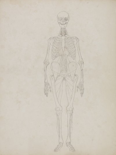 Studium postaci ludzkiej, widok z przodu, z „Porównawczej anatomicznej ekspozycji struktury ciała ludzkiego z ciałem tygrysa i drobiu zwyczajnego”, c.1795-1806 (grafit i tusz na papierze) autorstwa George Stubbs