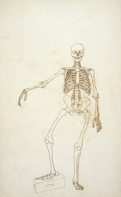 Studium postaci ludzkiej, widok z przodu, z „Porównawczej anatomicznej ekspozycji budowy ciała ludzkiego z ciałem tygrysa i drobiu zwyczajnego” autorstwa George Stubbs