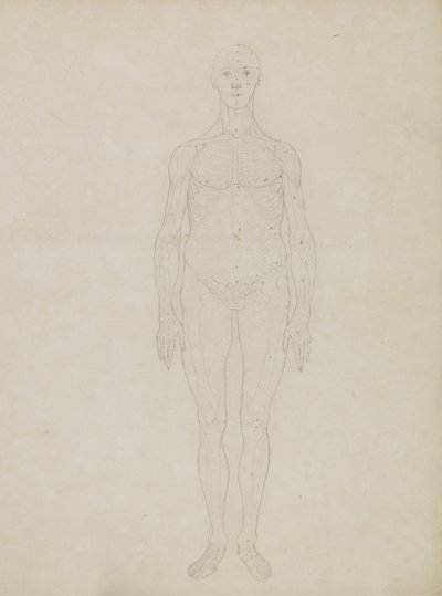 Studium postaci ludzkiej, widok z przodu, z „Porównawczej ekspozycji anatomicznej budowy ciała ludzkiego z ciałem tygrysa i drobiu pospolitego” autorstwa George Stubbs
