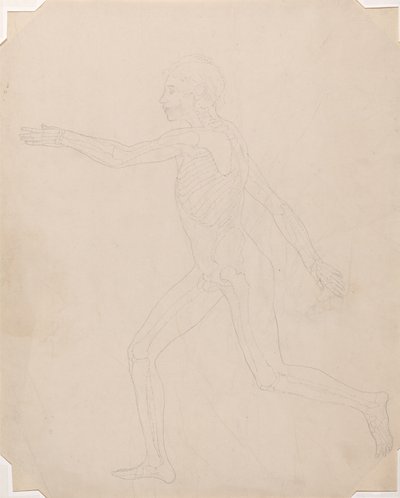 Studium postaci ludzkiej, widok z boku, porównanie anatomiczne wystawienia budowy ciała ludzkiego z ciałem tygrysa i drobiu zwyczajnego, c.1795-1806 (grafit na papierze na naboje) autorstwa George Stubbs