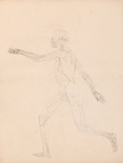 Studium postaci ludzkiej, widok boczny, schemat klucza do tabeli XIII, z Porównawczej ekspozycji anatomicznej budowy ciała ludzkiego z ciałem tygrysa i drobiu pospolitego, 1795-1806 (g autorstwa George Stubbs