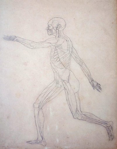 Studium postaci ludzkiej, widok boczny, z porównawczej ekspozycji anatomicznej budowy ciała ludzkiego z ciałem tygrysa i drobiu zwyczajnego, c.1795-1806 (grafit na papierze na naboje) autorstwa George Stubbs