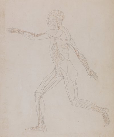 Studium postaci ludzkiej, widok boczny, z porównawczej ekspozycji anatomicznej budowy ciała ludzkiego z ciałem tygrysa i drobiu zwyczajnego, c.1795-1806 (grafit na papierze) autorstwa George Stubbs