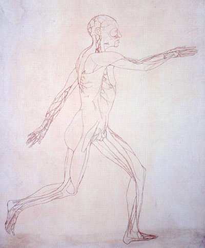 Studium postaci ludzkiej, widok boczny, z porównawczej ekspozycji anatomicznej budowy ciała ludzkiego z ciałem tygrysa i drobiu zwyczajnego, c.1795-1806 (atrament na papierze) autorstwa George Stubbs