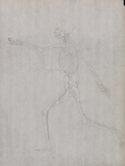 Studium postaci ludzkiej, widok boczny, z porównawczej ekspozycji anatomicznej budowy ciała ludzkiego z ciałem tygrysa i drobiu zwyczajnego, 1795-1806 (grafit na grubym papierze tkanym) autorstwa George Stubbs