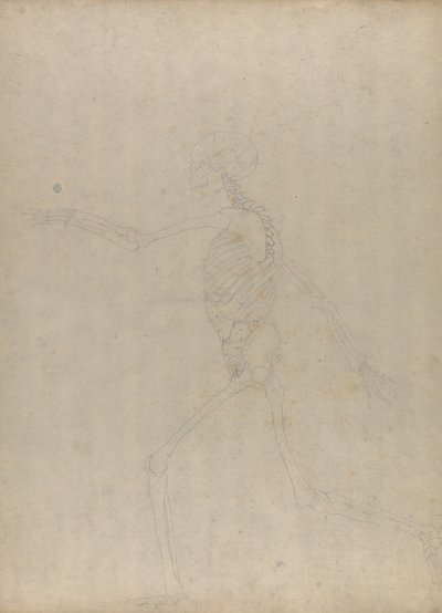 Studium postaci ludzkiej, widok boczny, z porównawczej ekspozycji anatomicznej budowy ciała ludzkiego z ciałem tygrysa i drobiu zwyczajnego, 1795-1806 (grafit na grubym papierze tkanym) autorstwa George Stubbs