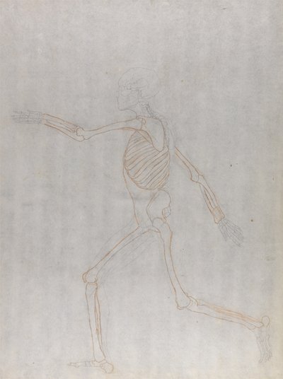 Studium postaci ludzkiej, widok boczny, z porównawczej ekspozycji anatomicznej budowy ciała ludzkiego z ciałem tygrysa i drobiu zwyczajnego, 1795-1806 (grafit i czerwona kreda na cienkiej autorstwa George Stubbs