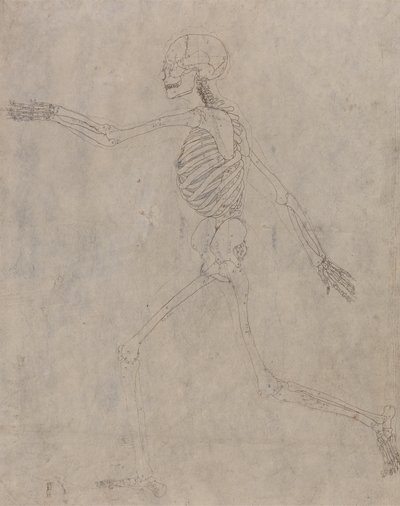 Studium postaci ludzkiej, widok boczny, z porównawczej ekspozycji anatomicznej budowy ciała ludzkiego z ciałem tygrysa i drobiu zwyczajnego, 1795-1806 (grafit z tuszem na grubym splocie autorstwa George Stubbs