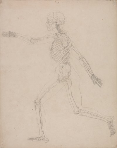 Studium postaci ludzkiej, widok boczny, z porównawczej ekspozycji anatomicznej budowy ciała ludzkiego z ciałem tygrysa i drobiu zwyczajnego, 1795-1806 (grafit na grubym papierze tkanym) autorstwa George Stubbs