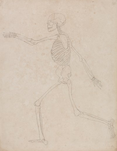 Studium postaci ludzkiej, widok boczny, z porównawczej ekspozycji anatomicznej budowy ciała ludzkiego z ciałem tygrysa i drobiu zwyczajnego, 1795-1806 (grafit na grubym papierze tkanym) autorstwa George Stubbs