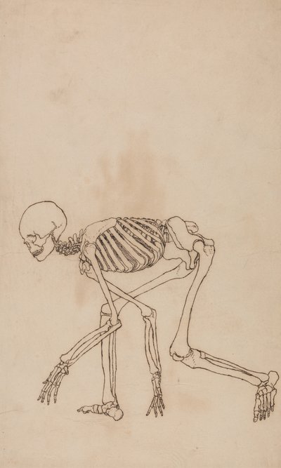 Studium postaci ludzkiej, widok boczny, z porównawczej ekspozycji anatomicznej budowy ciała ludzkiego z ciałem tygrysa i drobiu zwyczajnego, 1795-1806 (pióro i atrament na graficie na wow autorstwa George Stubbs