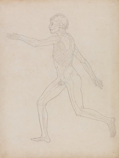 Studium postaci ludzkiej, widok boczny, z porównawczej ekspozycji anatomicznej budowy ciała ludzkiego z ciałem tygrysa i drobiu zwyczajnego, 1795-1806 (grafit na grubym papierze tkanym) autorstwa George Stubbs