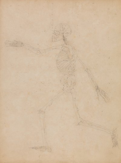 Studium postaci ludzkiej, widok boczny, z „Porównawczej anatomicznej ekspozycji budowy ciała ludzkiego z ciałem tygrysa i drobiu zwyczajnego” autorstwa George Stubbs