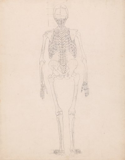 Studium postaci ludzkiej, widok z tyłu, diagram klucza do tabeli II, z porównawczej ekspozycji anatomicznej struktury ciała ludzkiego z ciałem tygrysa i drobiu zwyczajnego, c.1795-1806 autorstwa George Stubbs