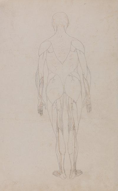 Studium postaci ludzkiej, widok z tyłu, z porównawczej ekspozycji anatomicznej struktury ciała ludzkiego z ciałem tygrysa i drobiu zwyczajnego, c.1795-1806 (grafit i tusz na papierze) autorstwa George Stubbs